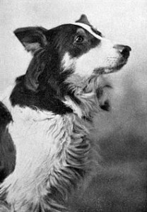 Jean, The Vitagraph Dog