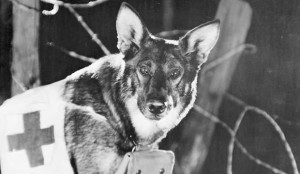 Rinty em A Dog of the Regiment